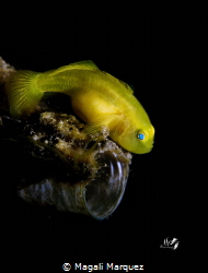 Yellow Gobyfish 
(Gobiodon okinawae)
Retra LSD 
Anilao... by Magali Marquez 